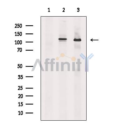 Валидация Affinity DF8878 - 20982