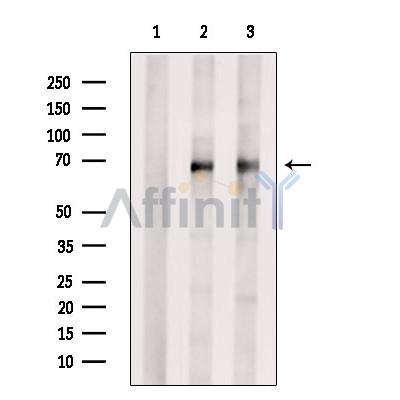 Валидация Affinity DF6345 - 17686