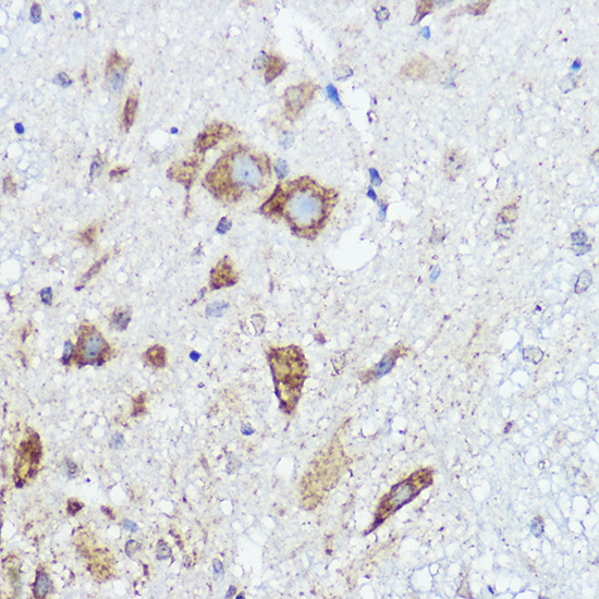 Валидация Elabscience E-AB-91422