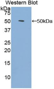 38663