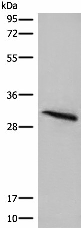 Валидация Elabscience E-AB-52586