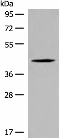 Валидация Elabscience E-AB-52610