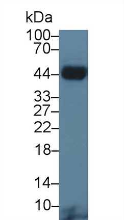 14253