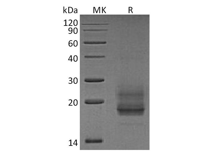Валидация Elabscience PKSH033694(3974)
