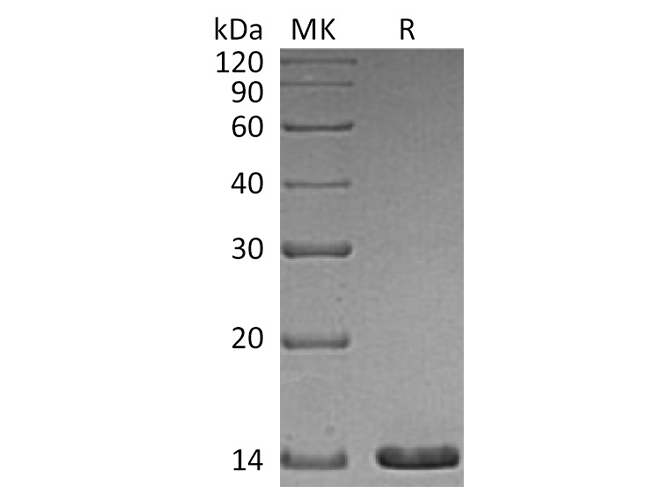 Валидация Elabscience PKSH033760(4035)