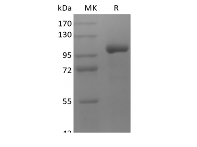 Валидация Elabscience PKSH033979(4209)