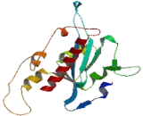 Exonuclease 3"-5" Domain Containing Protein 3 (EXD3)