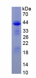 64872