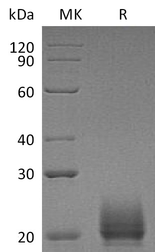 Валидация Elabscience PKSM041344(5238)