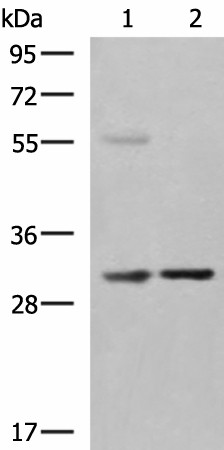 Валидация Elabscience E-AB-18181