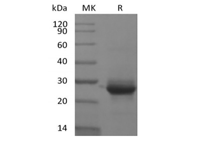 Валидация Elabscience PKSH033896(4128)