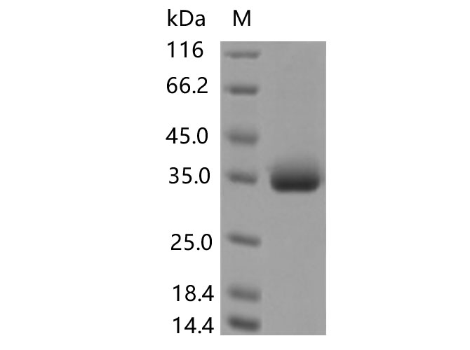 Валидация Elabscience PKSV030452(6175)