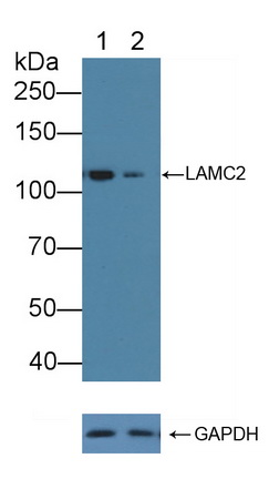 12188
