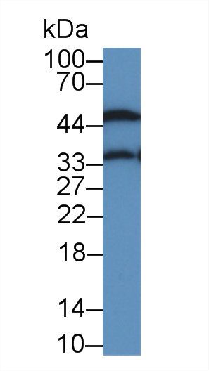 10658