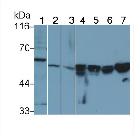 23812