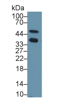 14637