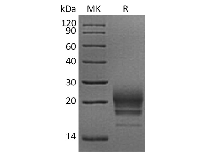 Валидация Elabscience PKSQ050080(5449)