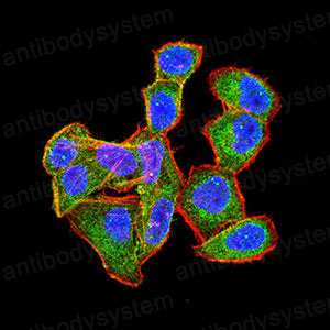 Валидация IF - AntibodySystem RHE25604