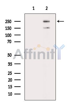 Валидация Affinity DF14246 - 10097