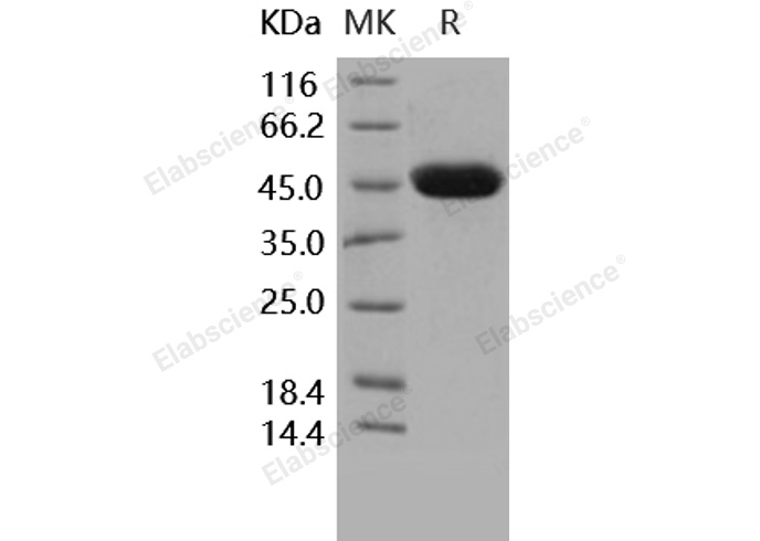 Валидация Elabscience PKSH031597(2262)