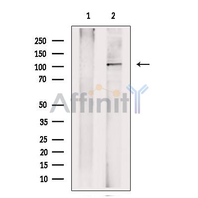 Валидация Affinity DF7438 - 19182