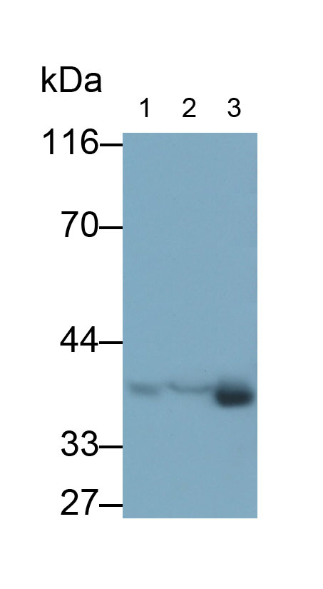 30963