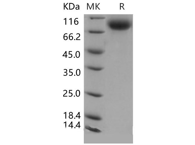 Валидация Elabscience PKSM040509(4501)