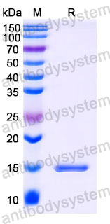 Валидация SDS-PAGE - AntibodySystem RHC35305