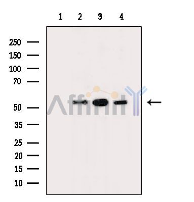Валидация Affinity DF14884 - 11031