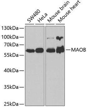 Валидация Elabscience E-AB-60345