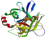 Elastase 4 (ELA4)