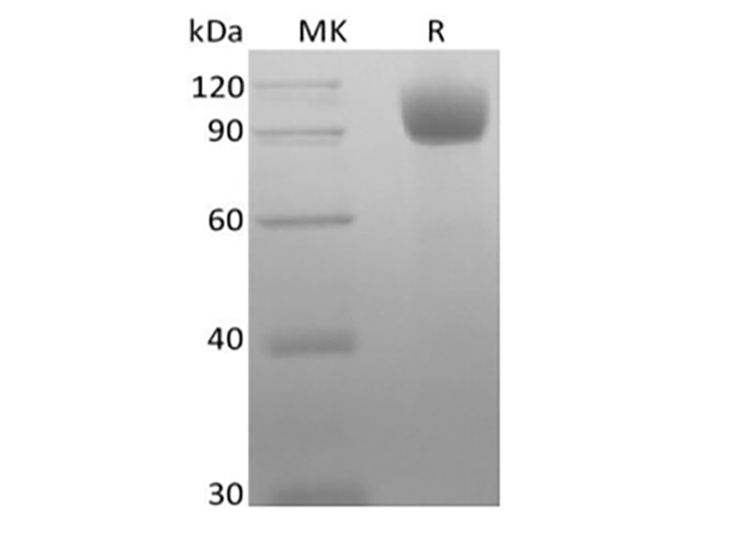 Валидация Elabscience PKSM041433(5308)