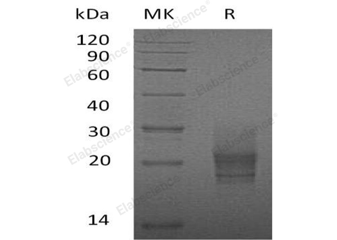 Валидация Elabscience PKSM041032(4963)