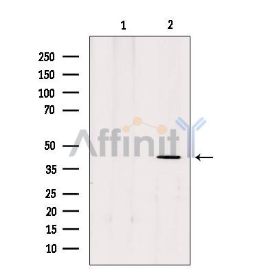 Валидация Affinity DF4994 - 16851