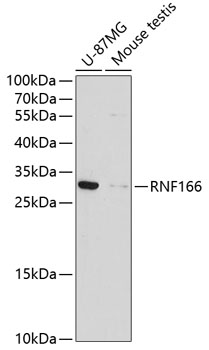 Валидация Elabscience E-AB-65794