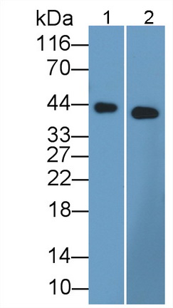 14685