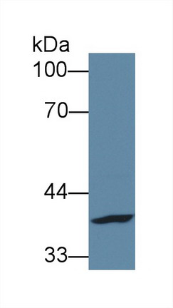 8733