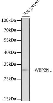 Валидация Elabscience E-AB-92091