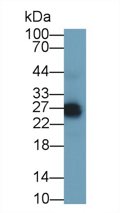 20958