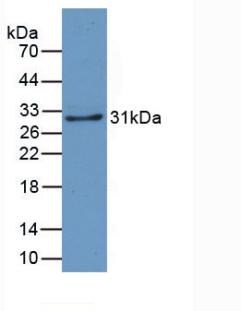 51126