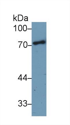 10264