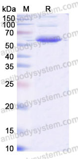 EHB72201, SDS-PAGE