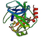 Kallikrein 3 (KLK3)