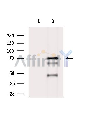 Валидация Affinity DF14234 - 10081