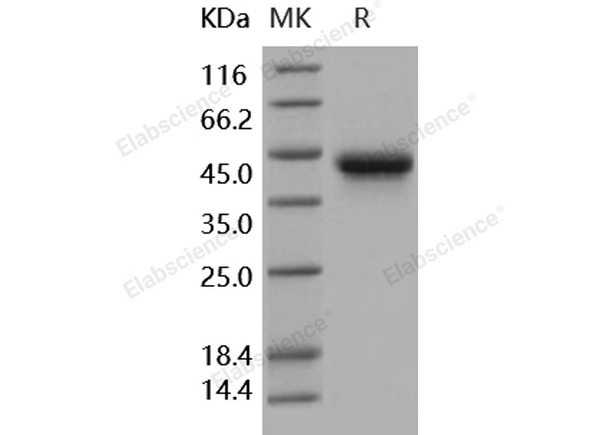 Валидация Elabscience PKSH031814(2447)