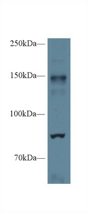 10381