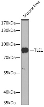 Валидация Elabscience E-AB-90634