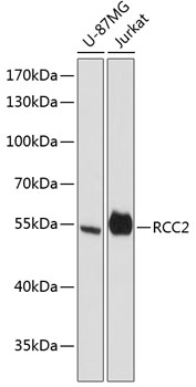 Валидация Elabscience E-AB-64457