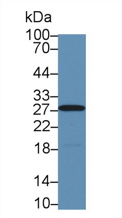 9757