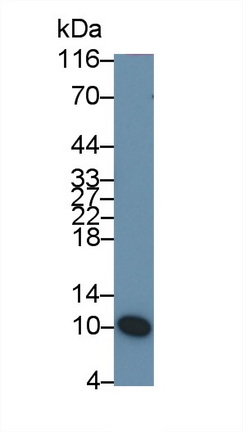 52562